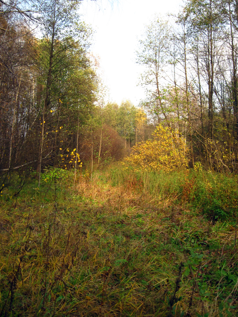 Осенний лес - фото Magenta-heaven